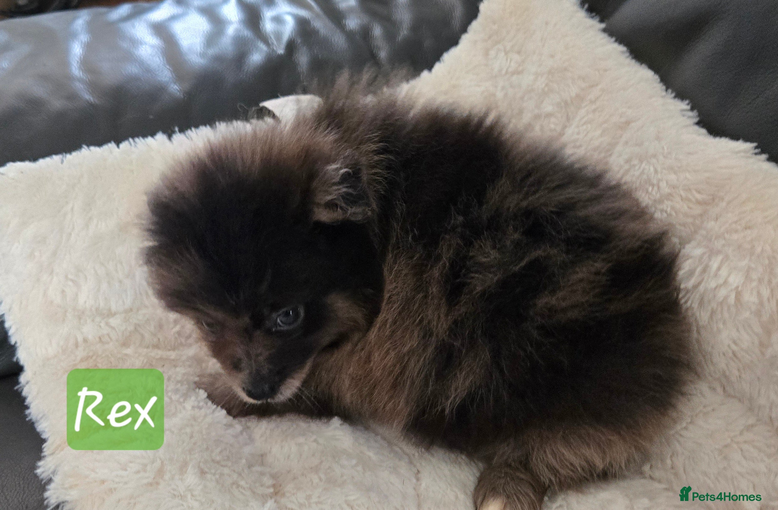 Pomeranian dogs Last 2 gorgeous pomeranian available  - Advert 2