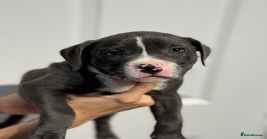 Staffordshire Bull Terrier dogs - Advert 6