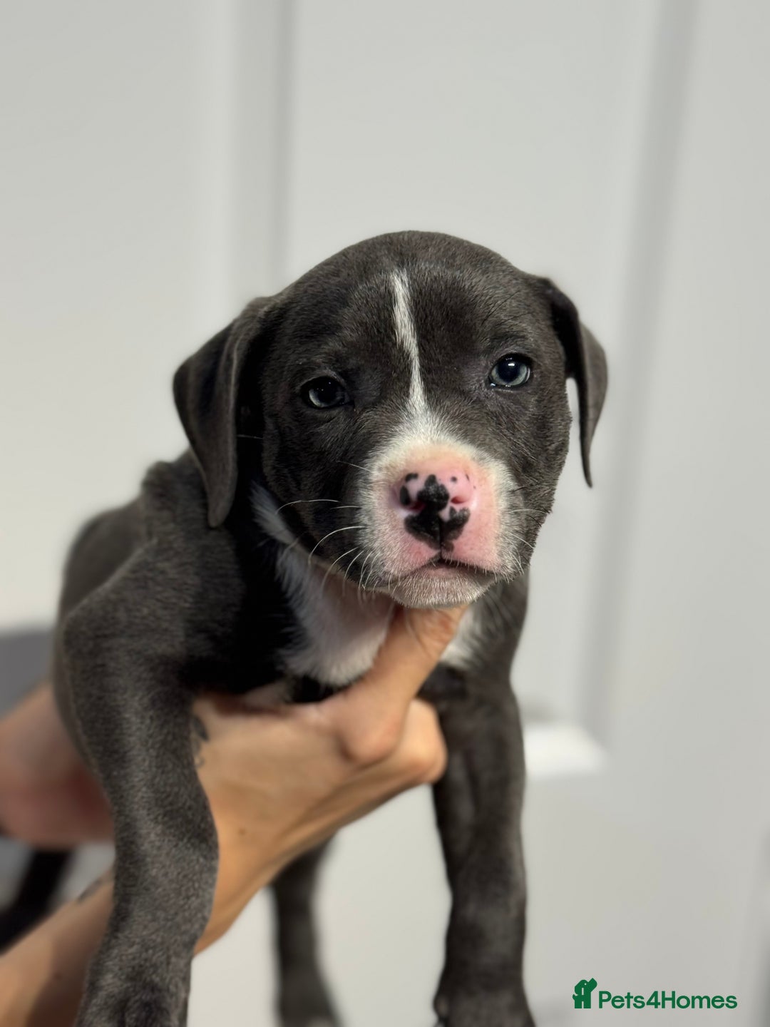 Staffordshire Bull Terrier dogs for sale: Blue Staffordshire bull terrier  - Image 3