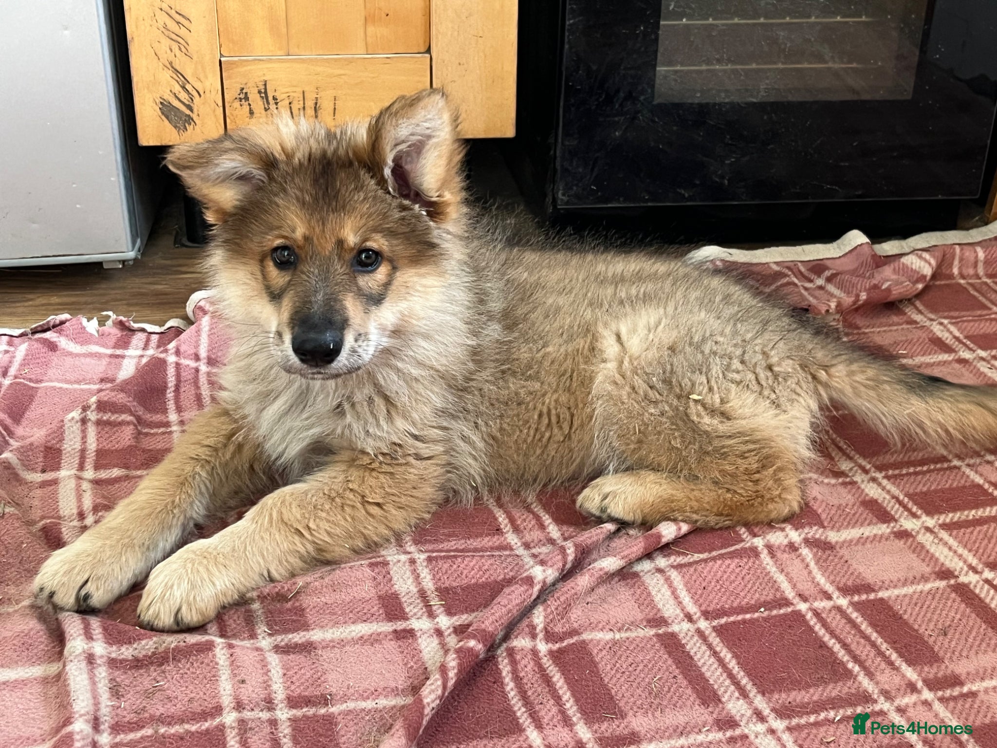 German Shepherd dogs  German Shepherd Puppies available  - Advert 1