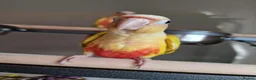Conures birds for sale: Beautiful fully hand reared conures  - Advert 5