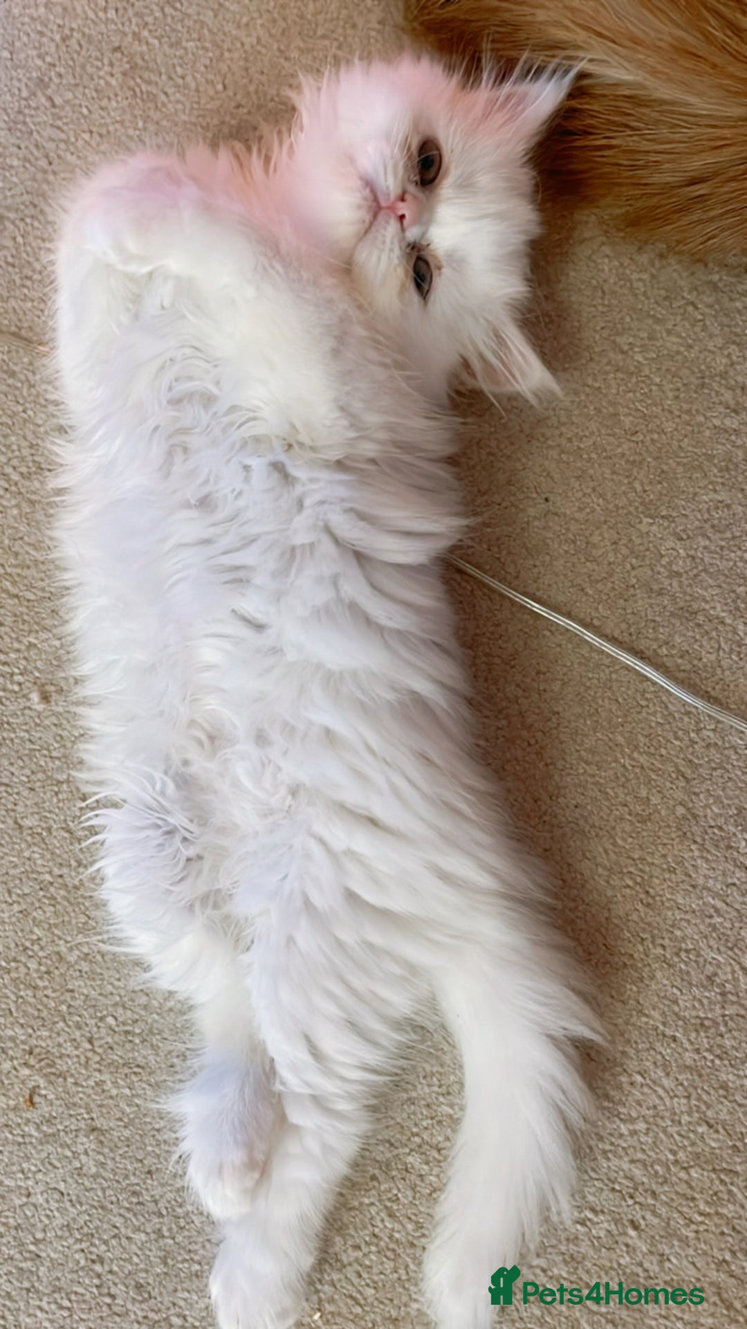 Persian cats for sale: ☆🕯️🏮 🍃Persian doll face kitten - ready now  - Advert 16