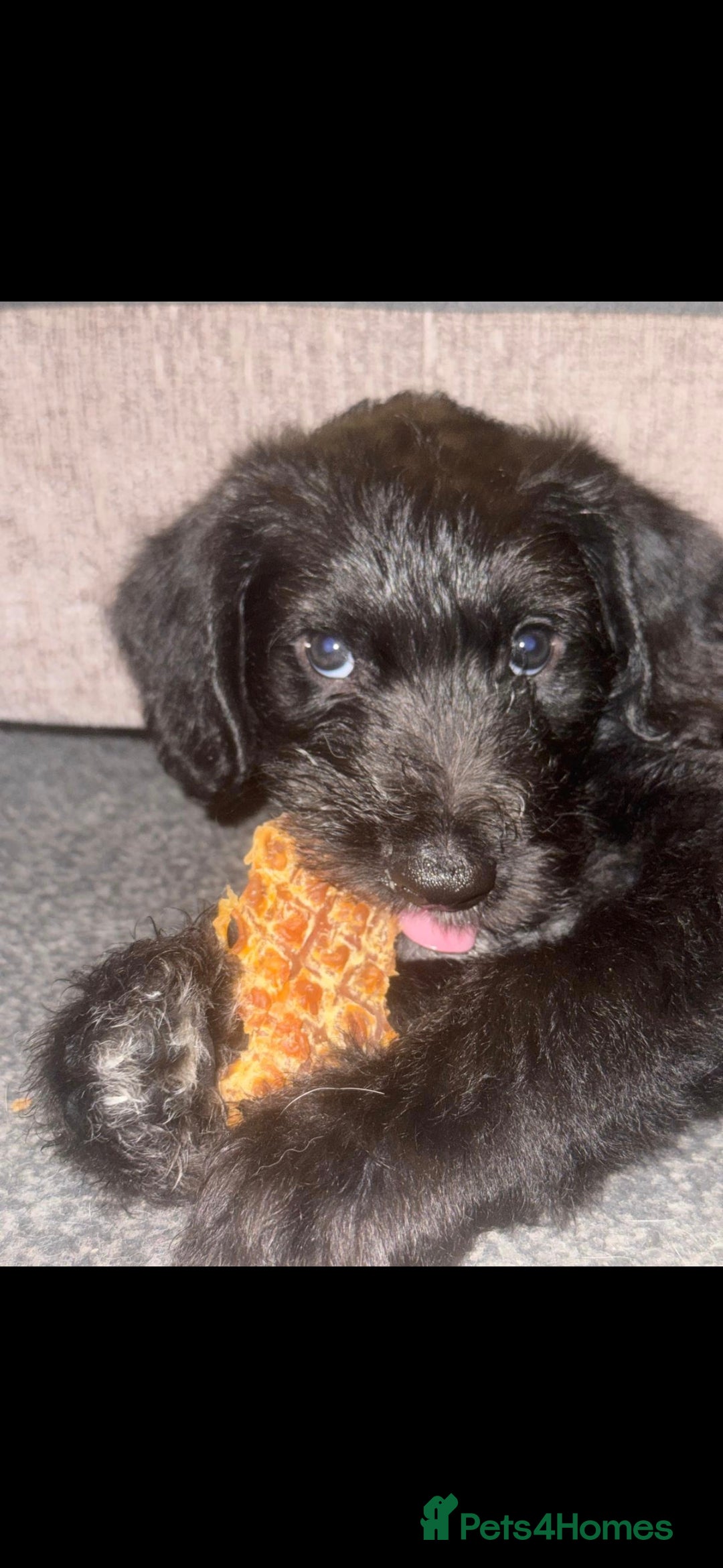 Mixed Breed dogs for sale: Labradoodle lurcher - Advert 11