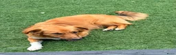 Mixed Breed dogs for adoption: ❤️🐶 KEIRA – THE PERFECT BALANCE OF FUN AND CUDDLE in Coatbridge - Advert 5