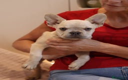 French Bulldog dogs for sale: Fluffy French bulldogs  - Image 2