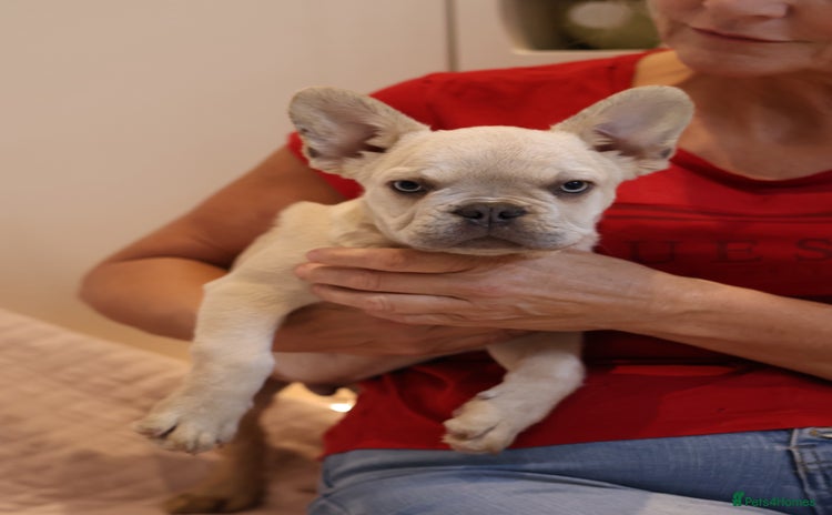 French Bulldog dogs - Advert 3