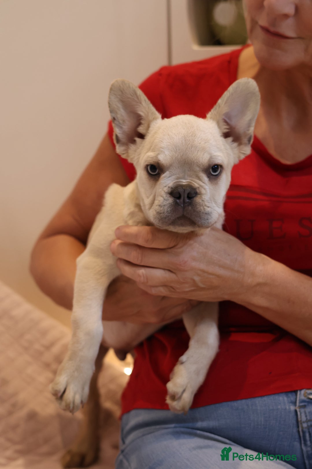 French Bulldog dogs for sale: Fluffy French bulldogs  - Image 2