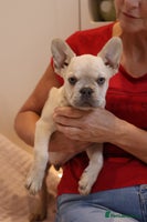 French Bulldog dogs - Advert 4