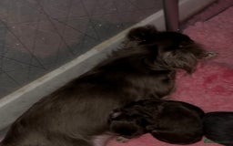 Chihuahua dogs for sale: XXS Tiny Chihuahua Long,Last Girl,Merle Blue Eye - Image 22