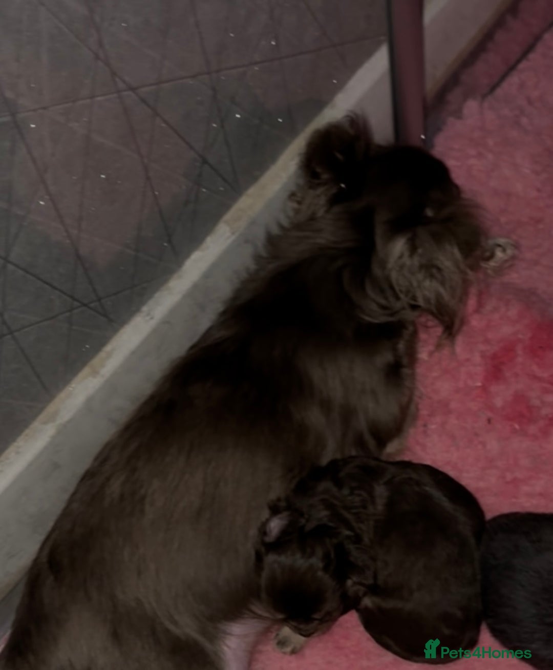 Chihuahua dogs for sale: XXS Tiny Chihuahua Long,Last Girl,Merle Blue Eye - Image 22