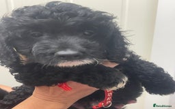 Cavapoo dogs for sale: 🐶 F1B CAVAPOOS 5* HEALTH CHECK 🐶 - Image 1