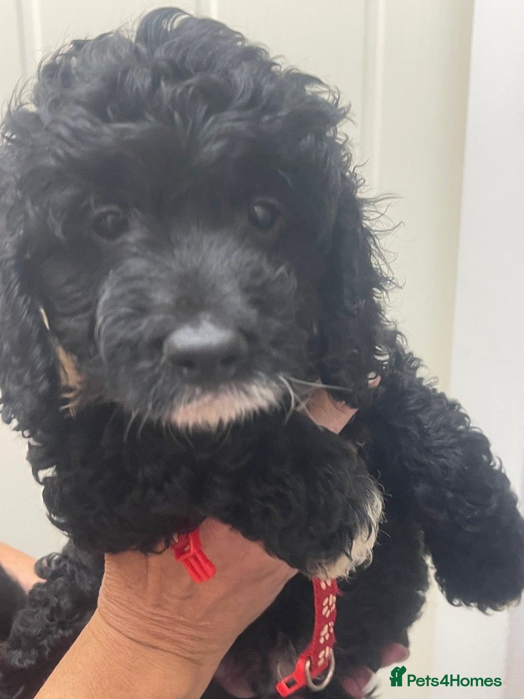 Cavapoo dogs for sale: 🐶 F1B CAVAPOOS 5* HEALTH CHECK 🐶 - Image 1