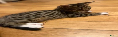 Mixed Breed 1