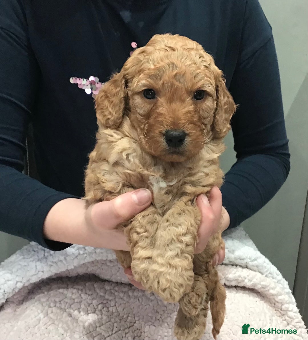 Labradoodle dogs for sale: 5* MINI F1B LABRADOODLE PUPPIES. - Advert 10