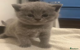 British Shorthair cats for sale: Beautiful British Shorthair 12 weeks - Image 9