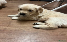 Golden Retriever dogs for sale: Beautiful KC Golden Retriever Babies  - Image 16