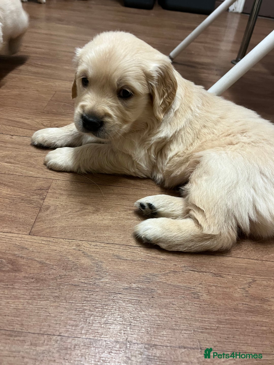 Golden Retriever dogs for sale: Beautiful KC Golden Retriever Babies  - Image 16