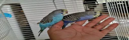 Budgerigars birds for sale: Super silly hand tamed baby budgies  - Advert 4