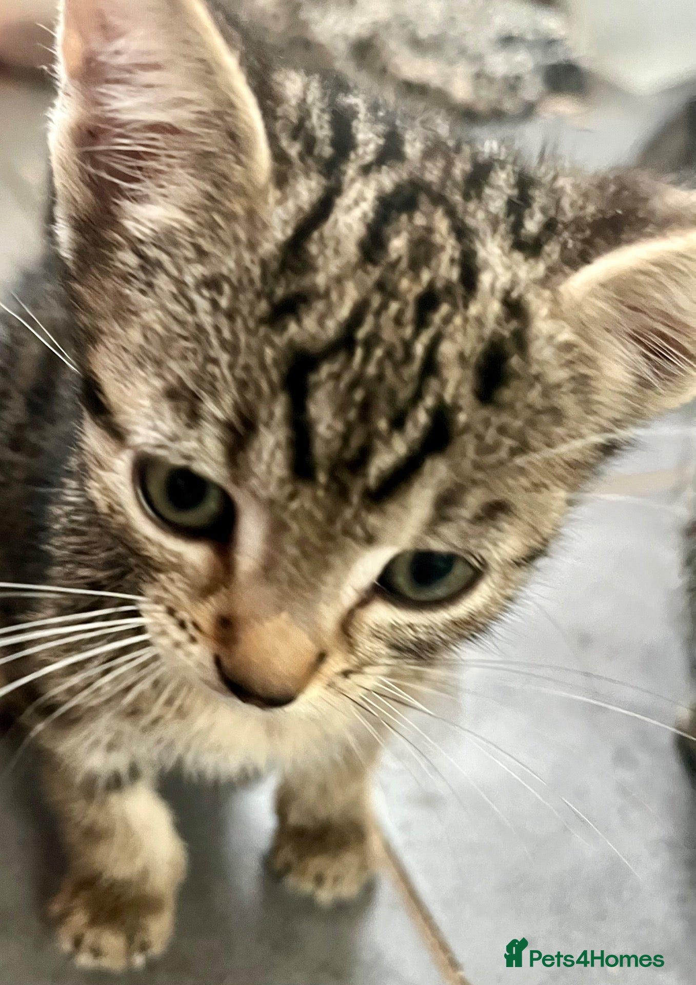 Bengal cats Soft Bengal X Kittens With Gold Glitter Gene - Advert 16
