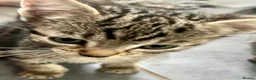 Bengal cats for sale: Soft Bengal X Kittens With Gold Glitter Gene - Advert 2