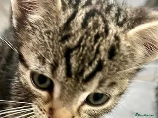 Bengal cats Soft Bengal X Kittens With Gold Glitter Gene - Advert 16