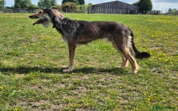Greyhound dogs for stud: Saluki/greyhound or grey/German shepherd  - Image 7