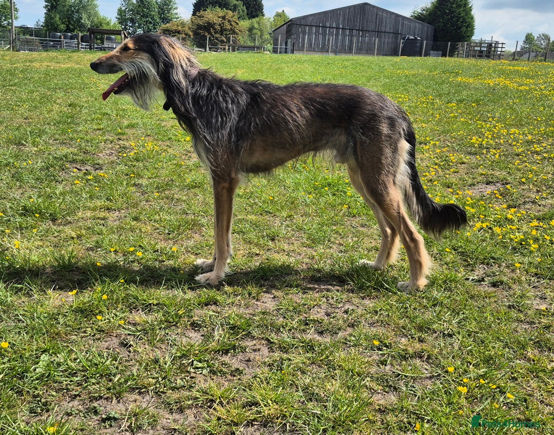 Greyhound dogs for stud: Saluki/greyhound or grey/German shepherd  - Image 7