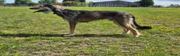 Greyhound dogs for stud: Saluki/greyhound or grey/German shepherd  - Advert 7