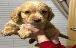 Cocker Spaniel dogs for sale: Cocker spaniel  - Image 16