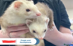Ferret rodents for sale: 2 female ferrets - Image 3