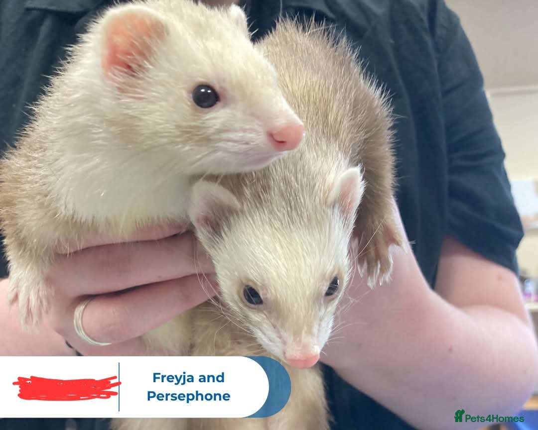 Ferret rodents for sale: 2 female ferrets - Image 3