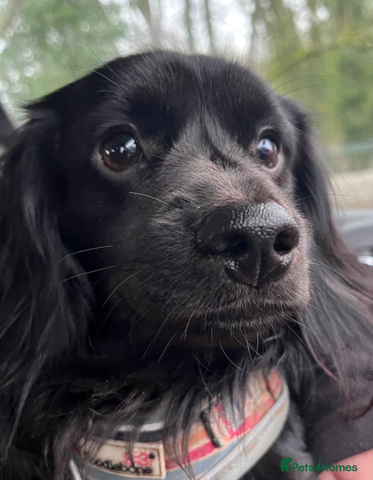 Miniature Dachshund dogs for stud: solid black longhaired miniature dachshu in Loughborough - Advert 2