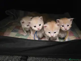 Maine Coon cats Amazing Large Red & Cream Silver Boys Maine Coons - Advert 8