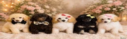 Toy Poodle dogs for sale: *REDUCED* ONLY ONE BOY AVAILABLE - Advert 1