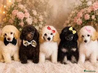 Toy Poodle dogs Beautiful toy poodles, ready to leave now! - Advert 1