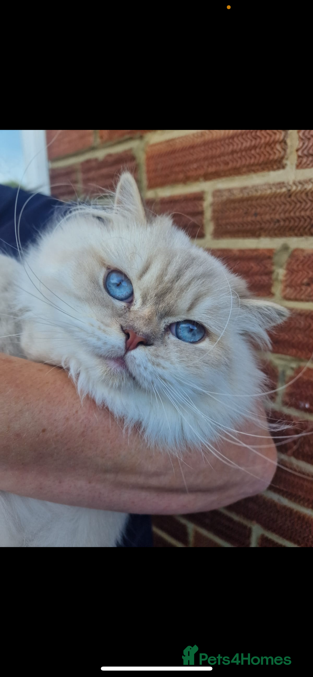 British Longhair cats for sale: Lilac golden tip female  - Advert 3