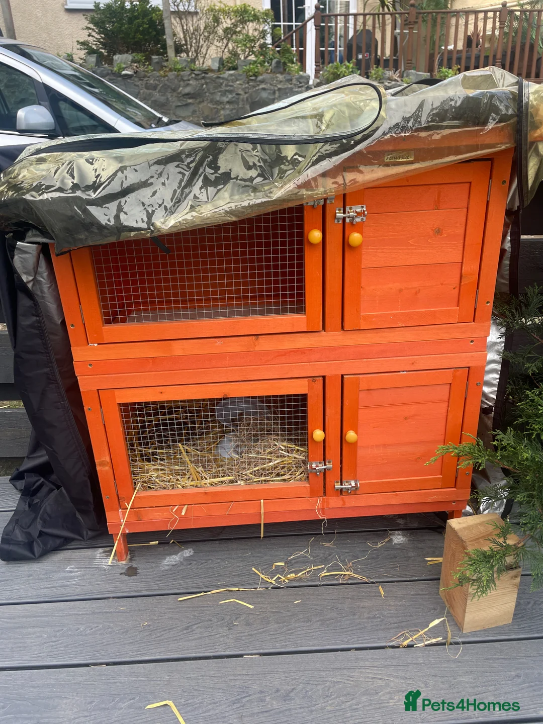 Mixed Breed rabbits for sale: Beautiful rabbits  in Penmaenmawr - Advert 7