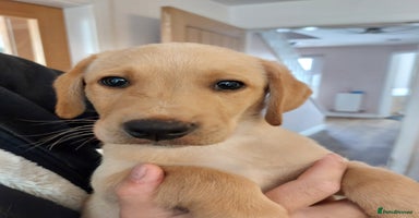 Labrador Retriever dogs - Advert 12