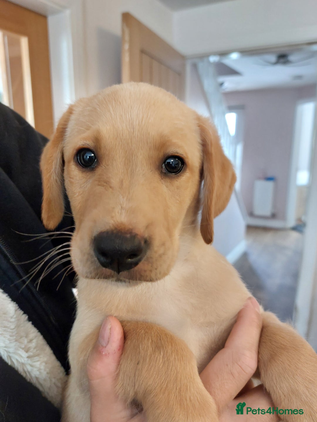 Labrador Retriever dogs for sale: 2 MALE, 1 FEMALE , KC REG, HEALTH TESTED PARENTS  - Image 4
