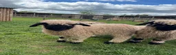 Sheep livestock for sale: Pedigree BNV Wethers - Advert 3