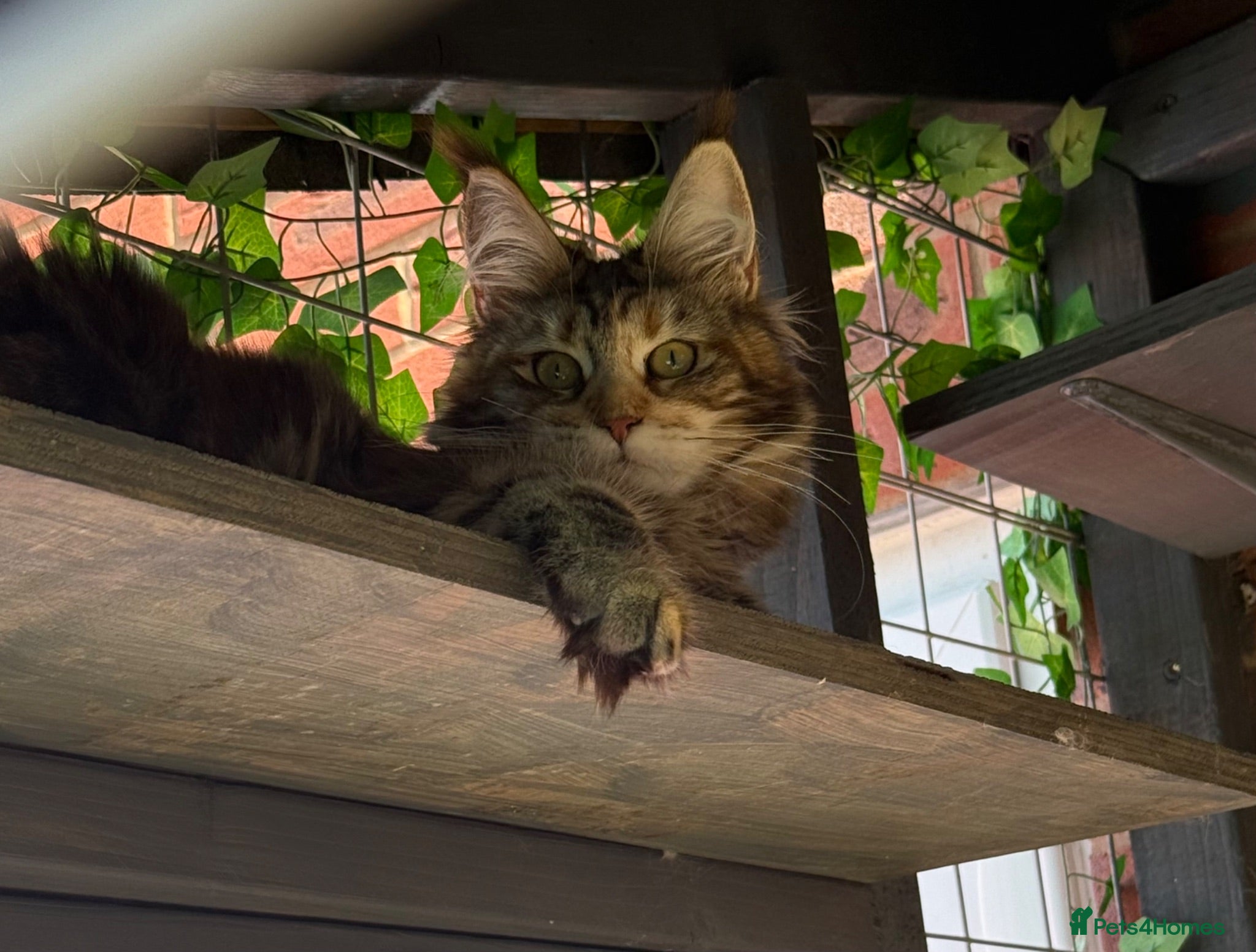 Maine Coon cats beautiful Maine coons  - Advert 1