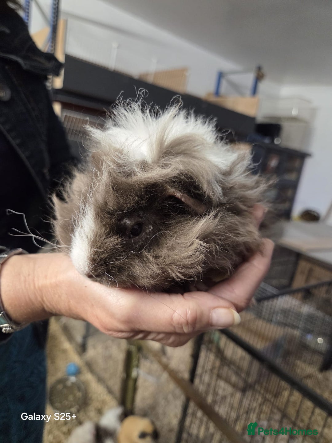 Guinea Pig rodents for sale: Lunkarya Guinea Pig Babies - Image 7