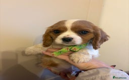 Cavalier King Charles Spaniel dogs for sale: ✨Adorable King Charles Cavalier Puppies✨READY NOW✨ - Advert 8