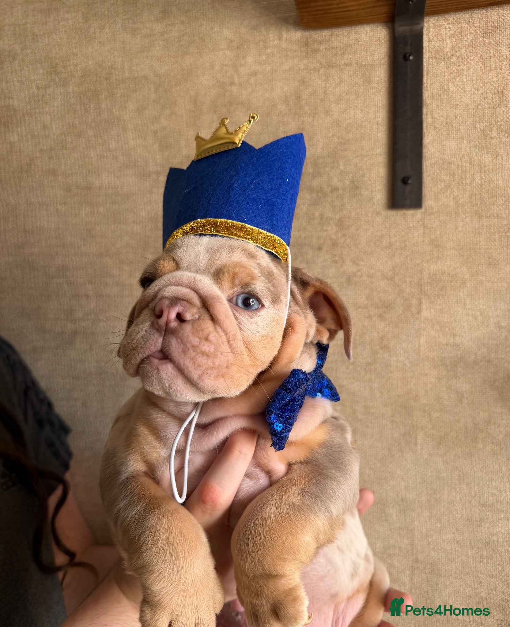English Bulldog dogs 🏆 💙KC reg ENGLISH BULLDOG pup parents 🧬 🏅🏆 - Advert 10