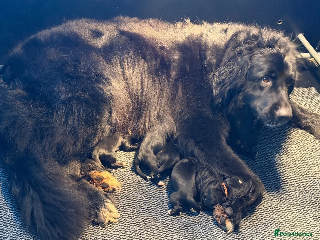 Bernese Mountain Dog dogs for sale: Bernese mountain dog x labernese puppies - Advert 1