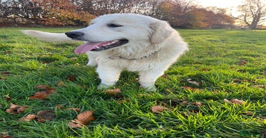 Golden Retriever dogs in Melton Mowbray - Advert 16