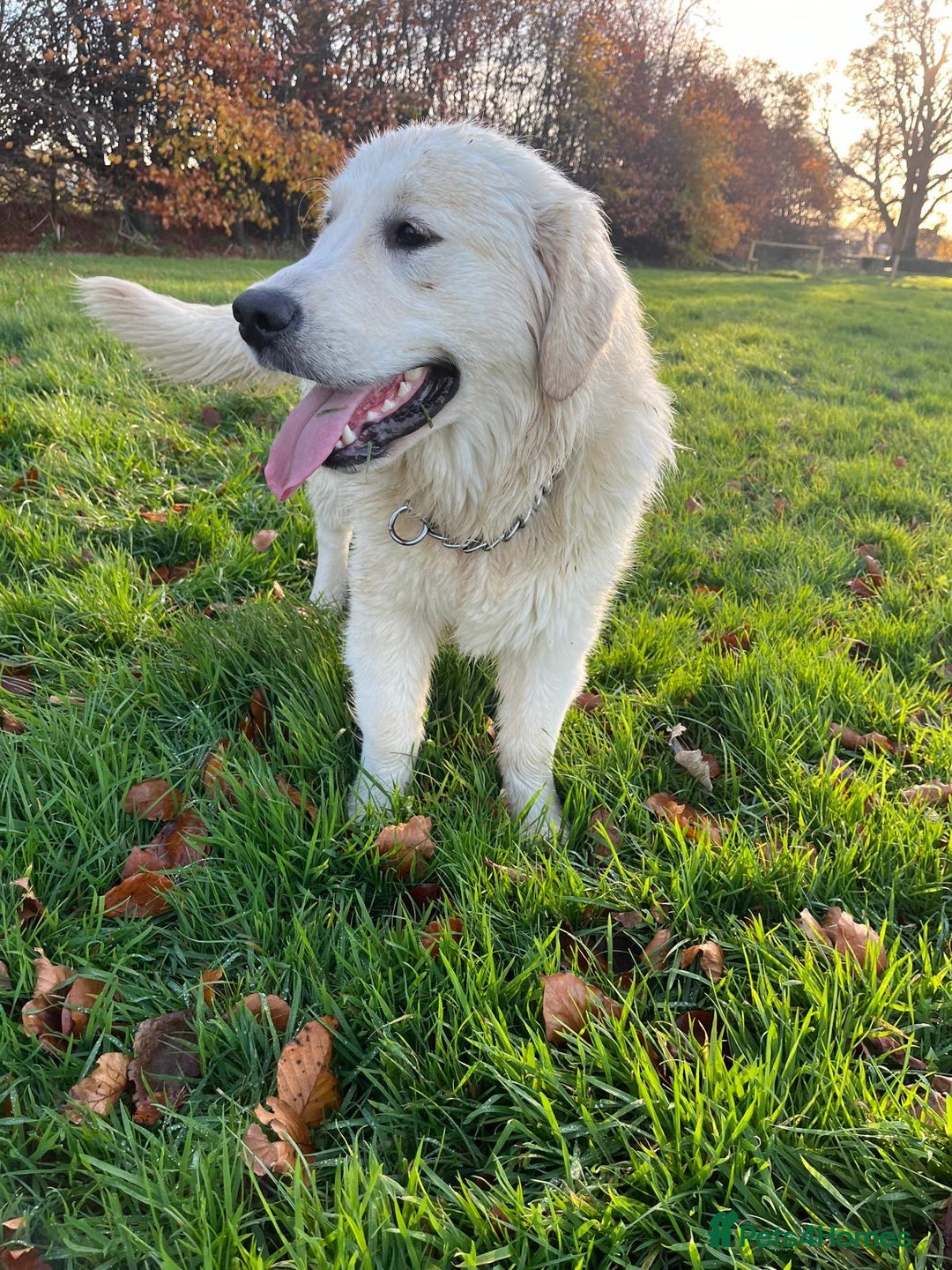 Golden Retriever dogs for stud: Handsome KC REGISTERED Golden Retriever  in Melton Mowbray - Image 3