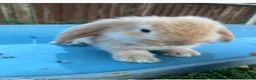 French Lop rabbits for sale: French Lop Bunnies in London - Advert 10