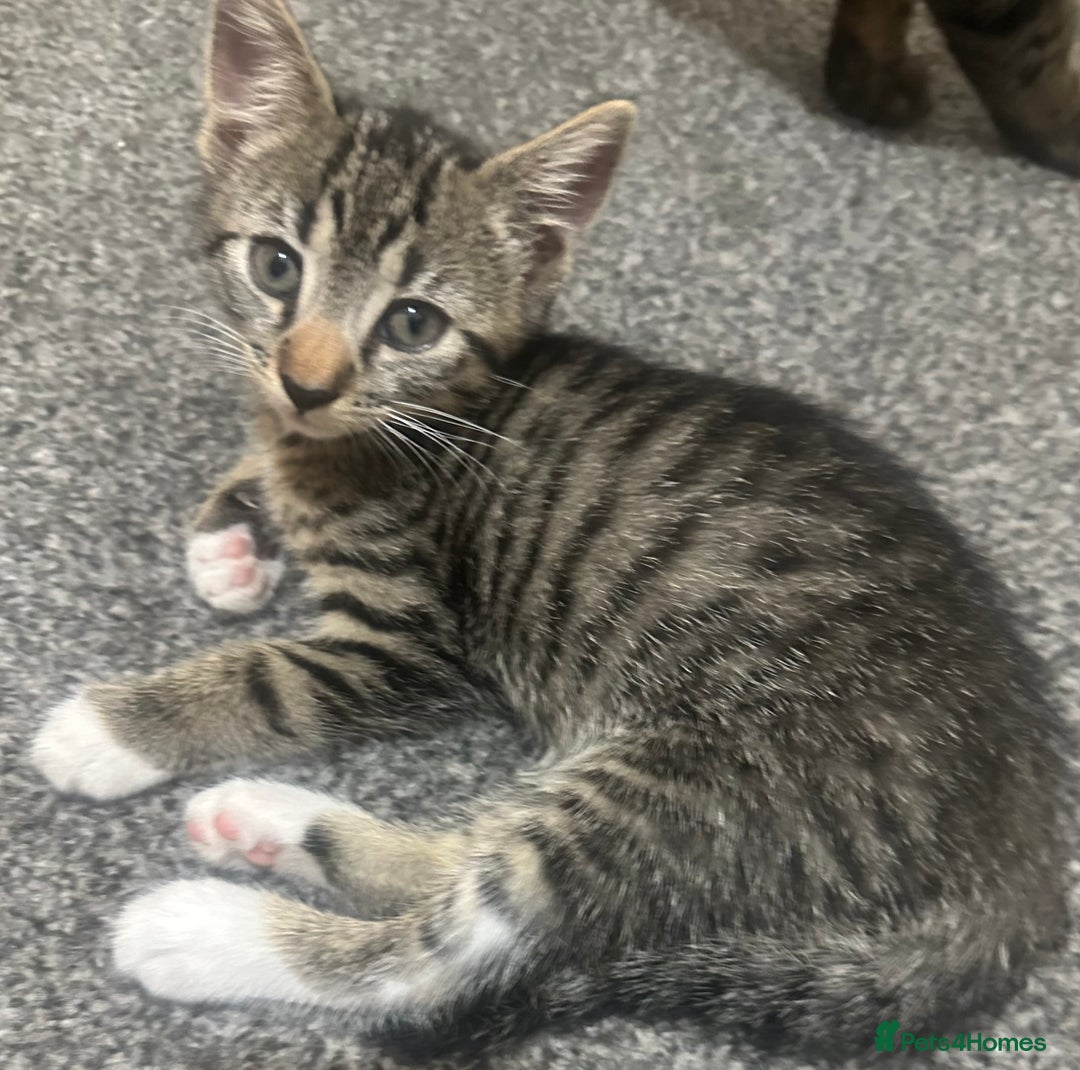 Mixed Breed cats for sale: 6 kittens for sale - Image 3