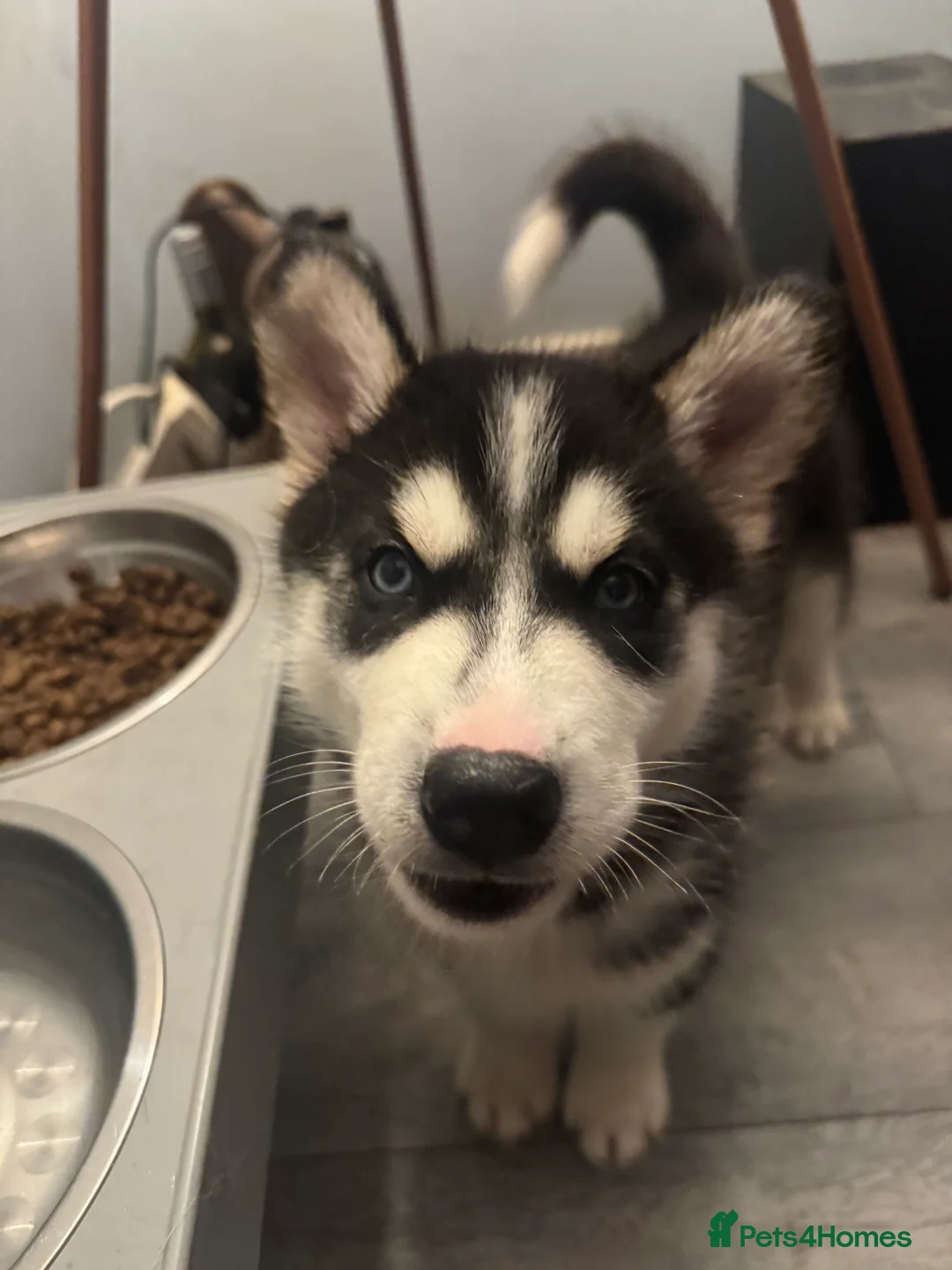 Siberian Husky dogs for sale: 2 husky pups for sale  - Advert 20